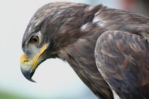 steppe-eagle-184569_640