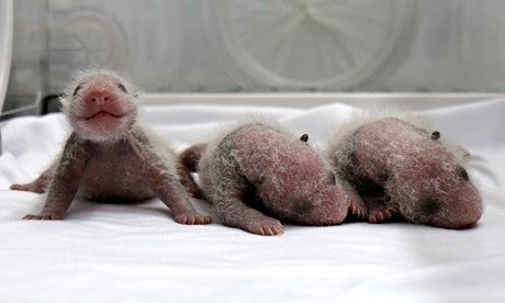 3 pandas recién nacidos